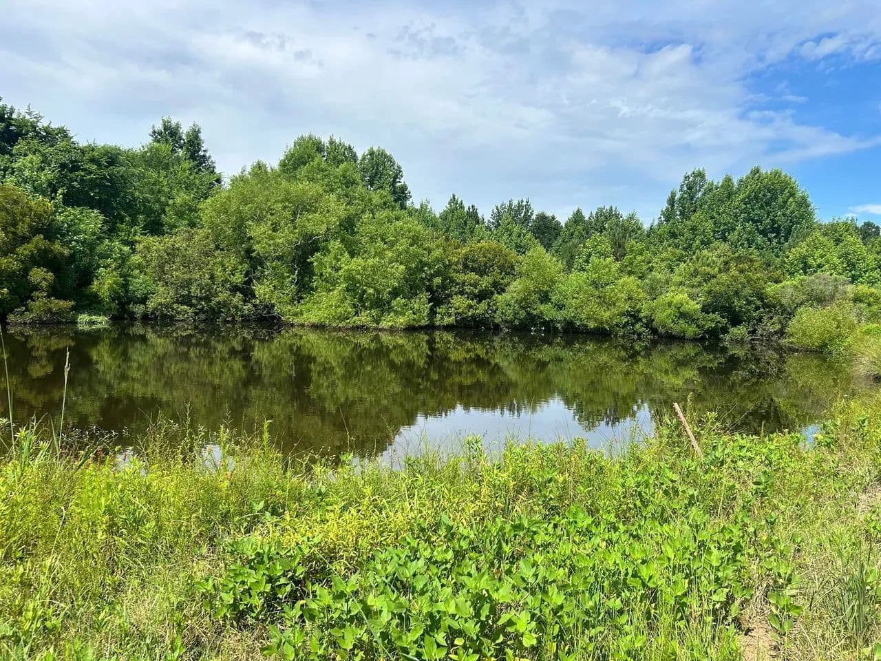 +/- 25 Acres - Panola, Alabama - Panola, Alabama, 35447