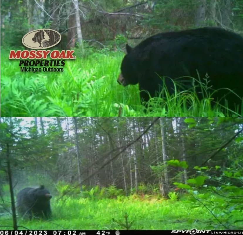 40 Acres | Off-Grid Cabin & Prime Hunting Retreat | Near Houghton Lake, MI