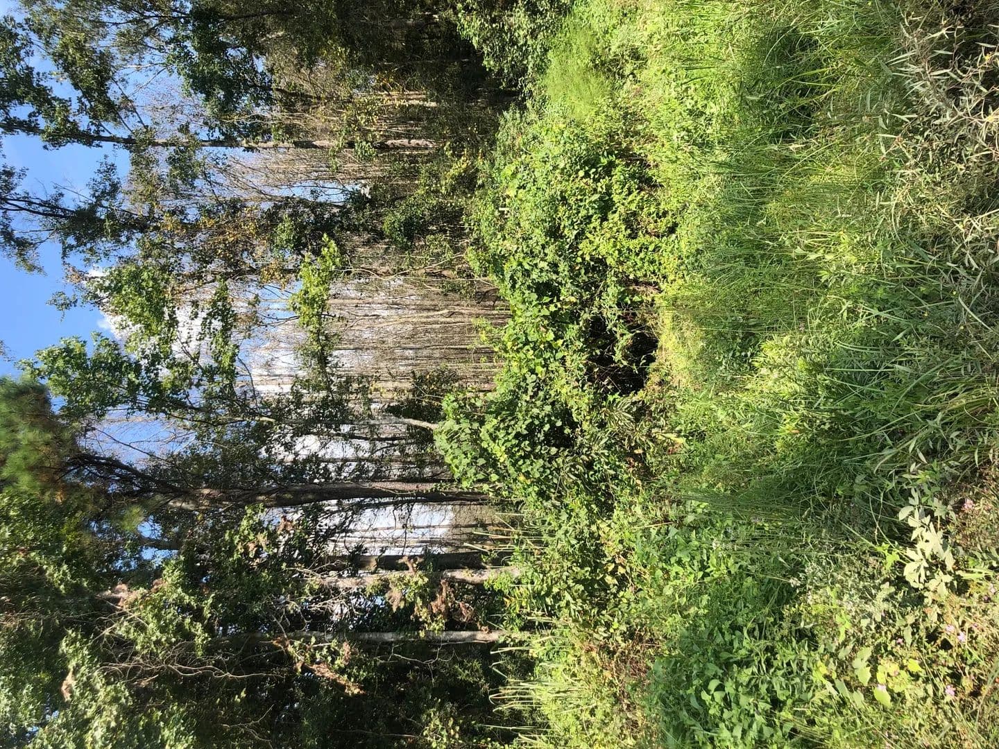 Vacant Land in Clinton - Clinton, Louisiana, 70722
