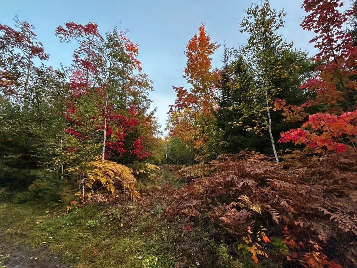 Potato Patch Road - East Lot - Gay, Michigan, 49945