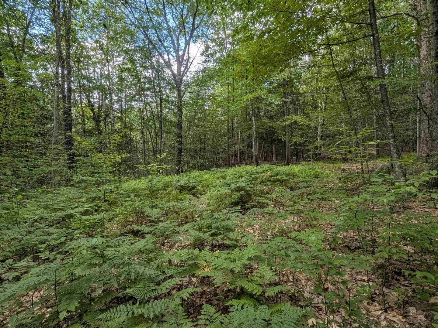 Vacant Land in Wilton - Wilton, New Hampshire, 03086