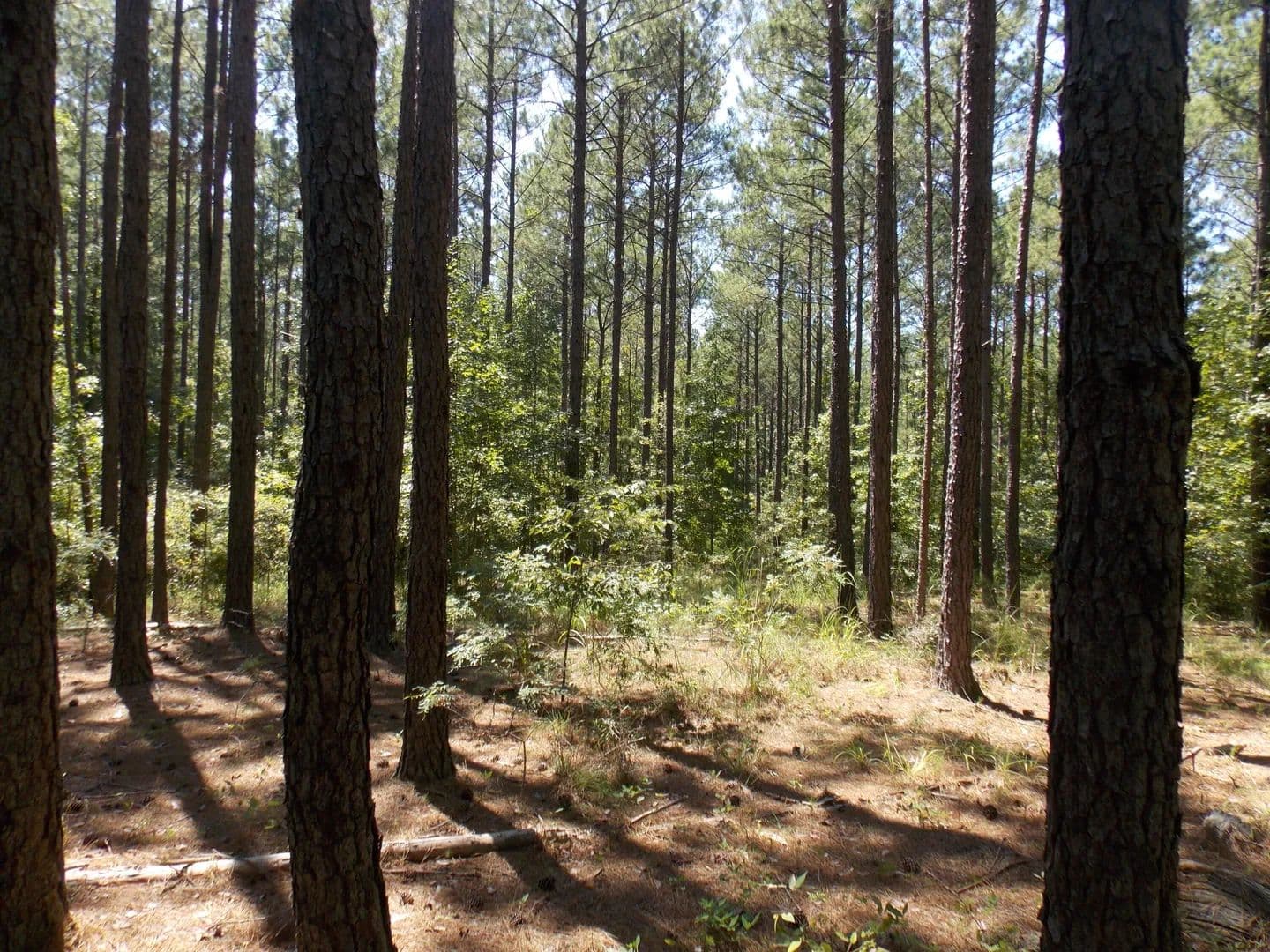 Lots & Land-Other in Lincolnton - Lincolnton, Georgia, 30817