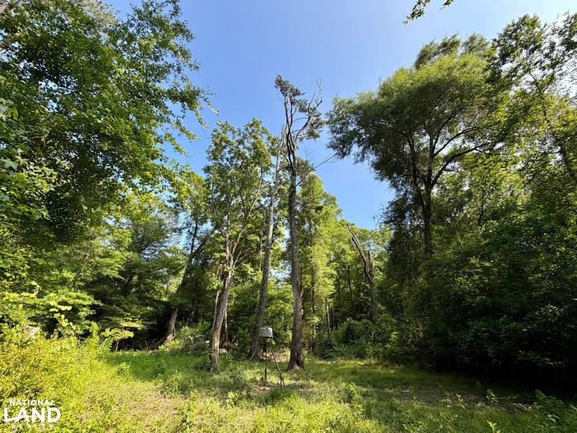Pascagoula River Bottom Hunting & Timber Tract