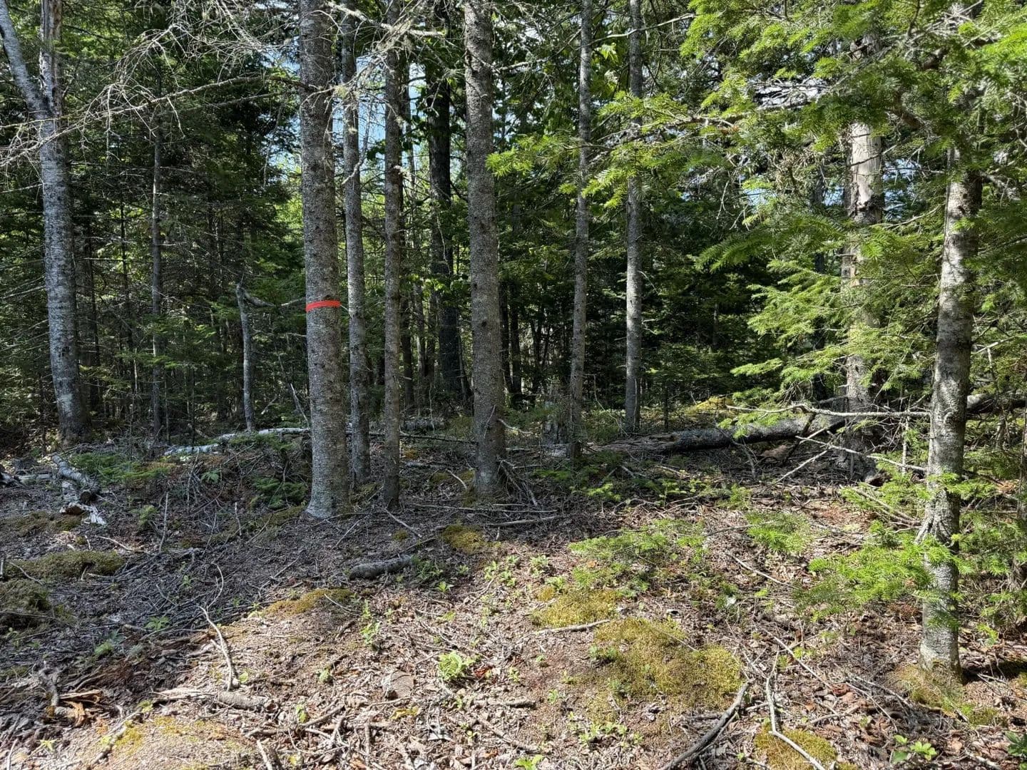 Vacant Land in Roque Bluffs - Roque Bluffs, Maine, 04654