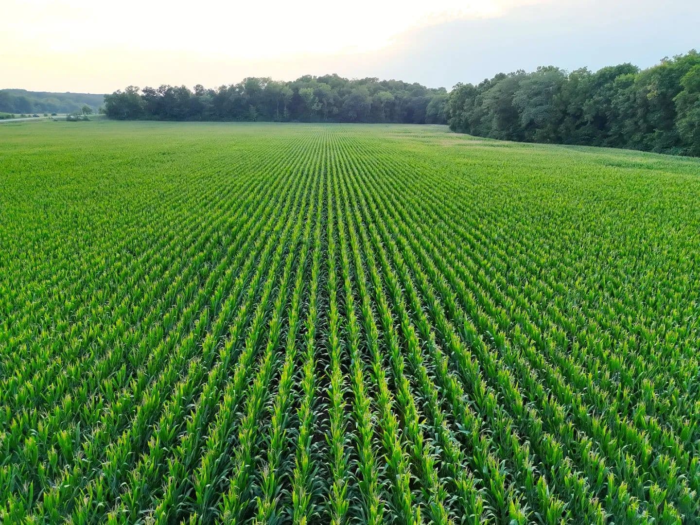 Highly Productive 26.65-Acre Farm with Cropland & Hunting Potential – Lincoln County - Elsberry, Missouri, 63343