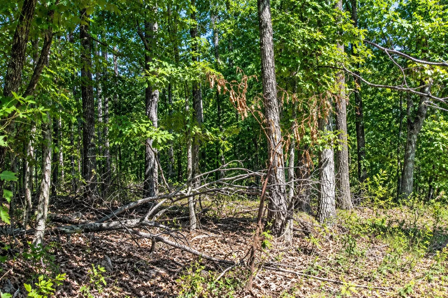 Land -Single Family Acreage in Mountain View - Mountain View, Arkansas, 72560