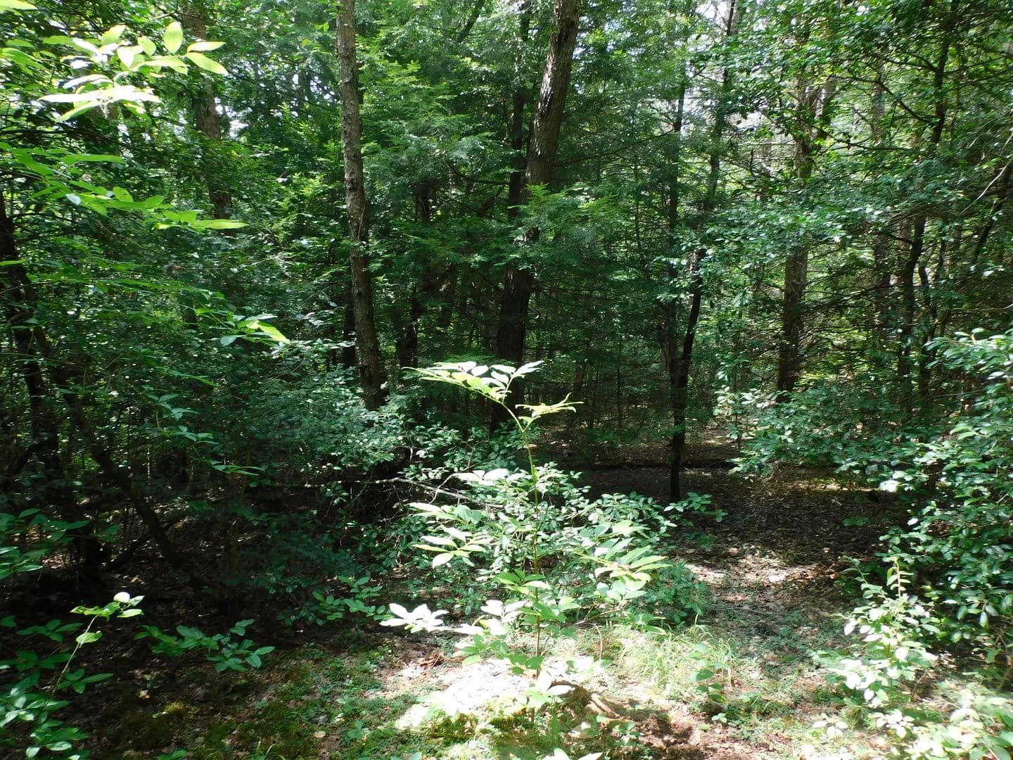 Lots & Land-Other in Coalmont - Coalmont, Tennessee, 37313