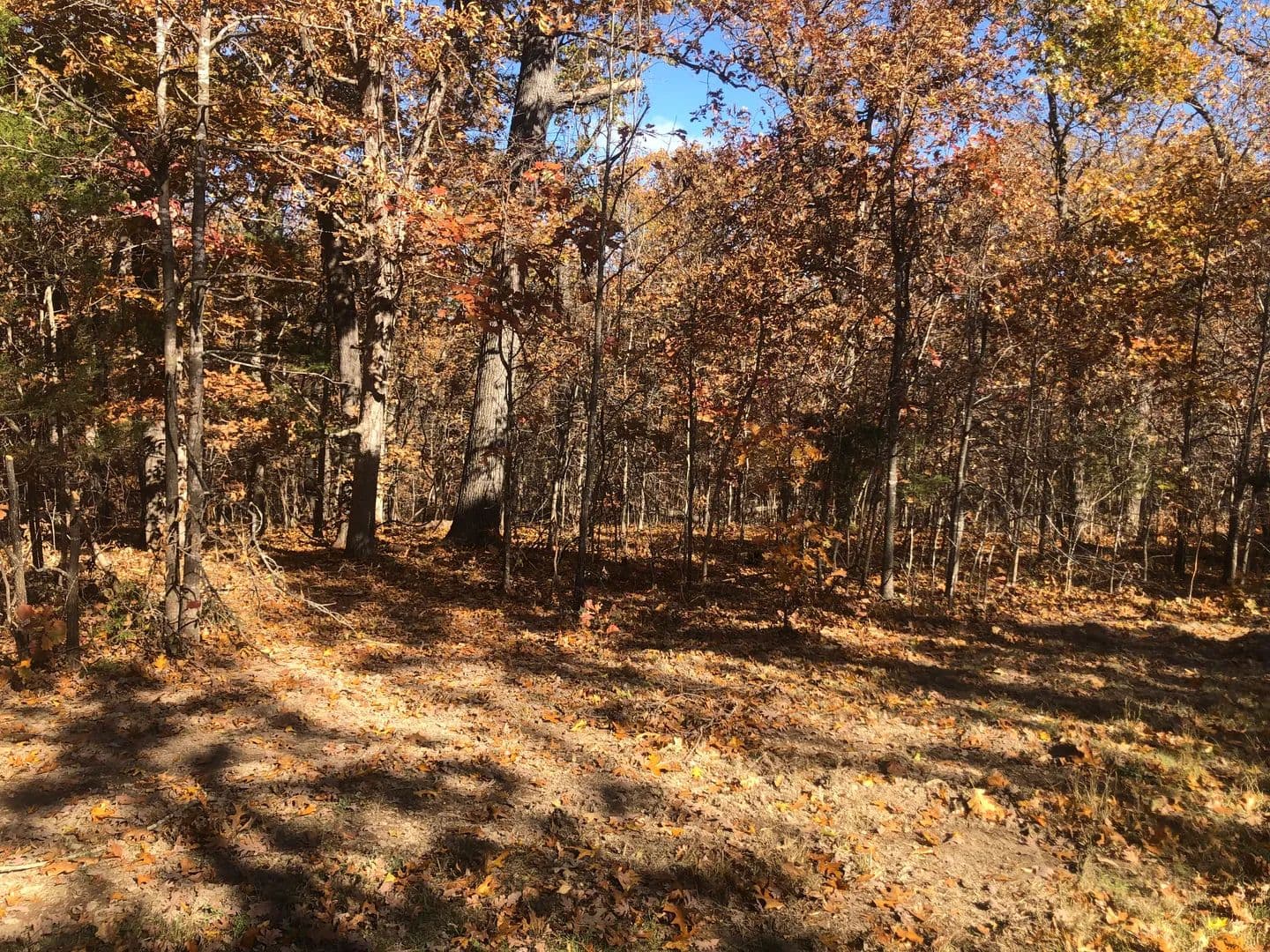 Land -Agricultural (Not Zoned) in Versailles - Versailles, Missouri, 65084