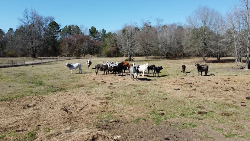 Land -Agricultural (Not Zoned) in Quitman
