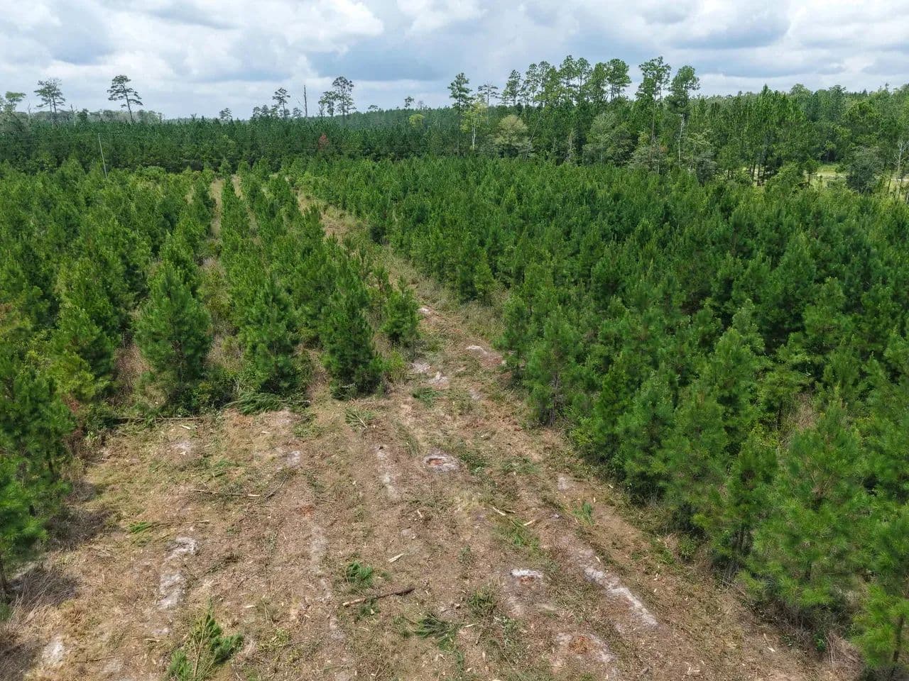 30.65 +/- Ac Land for Sale in Camden County, GA - White Oak, Georgia, 31568