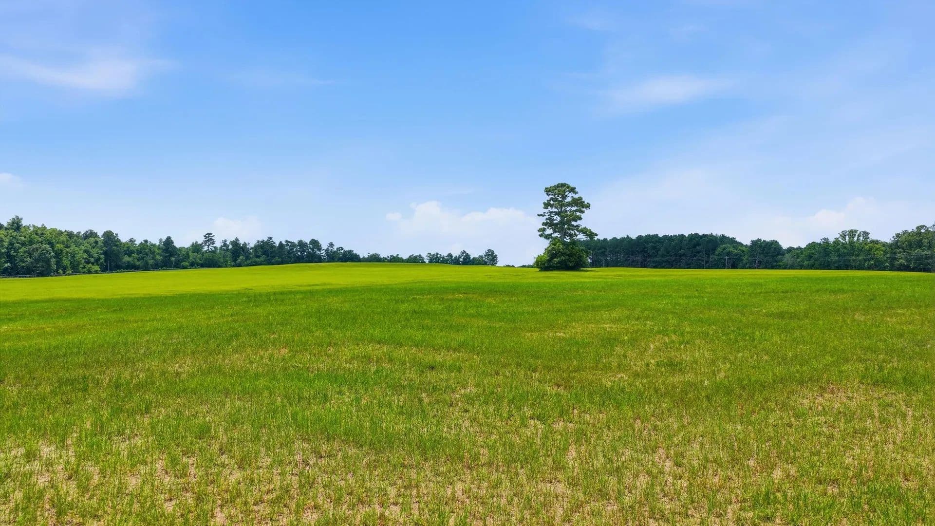 37 Acres of Land for Sale in Wagener, SC - land for sale