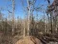Land -Agricultural (Not Zoned) in Dover - Dover, Arkansas, 72837