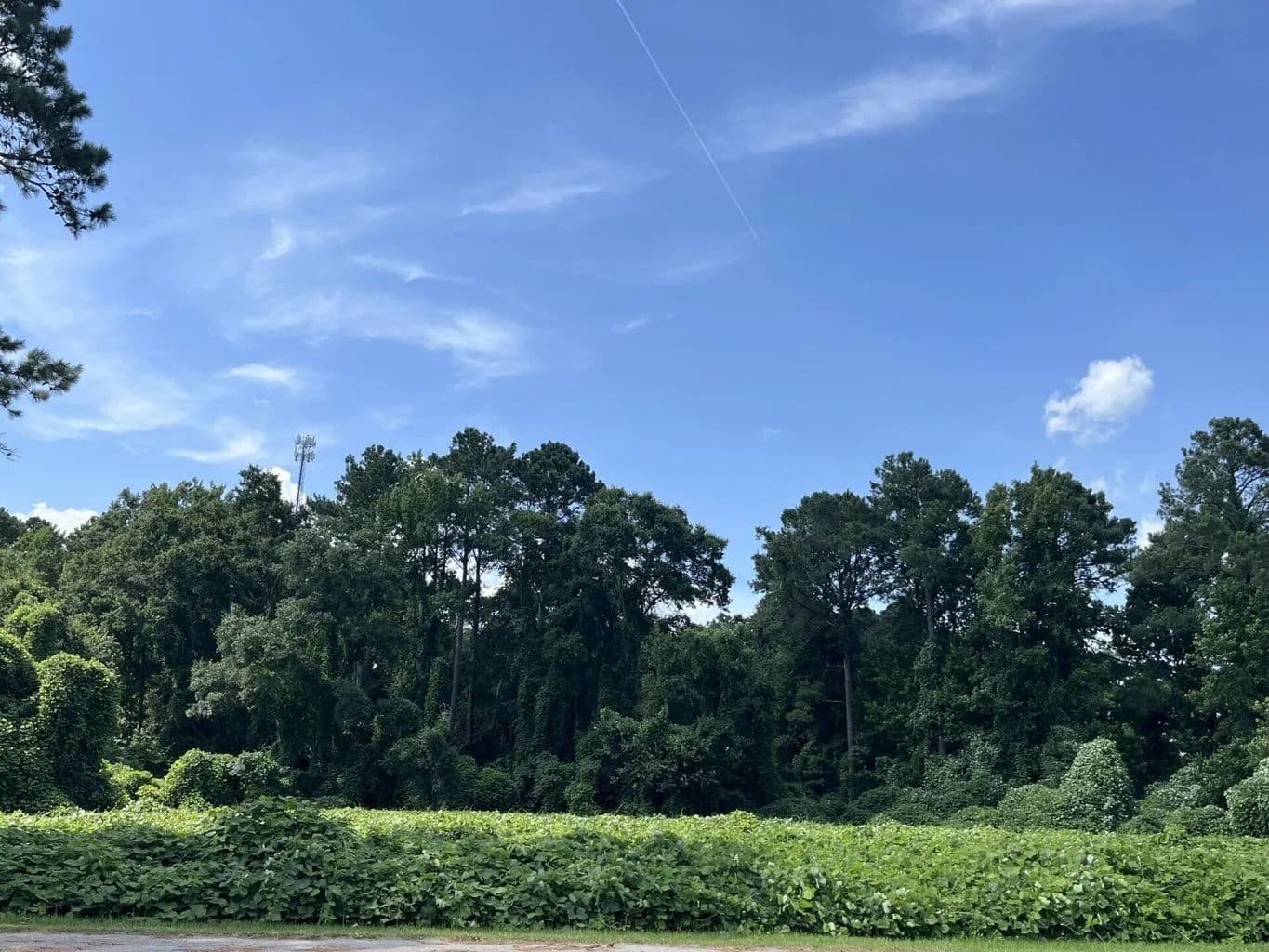 Lots & Land-Other in Ehrhardt - Ehrhardt, South Carolina, 29081