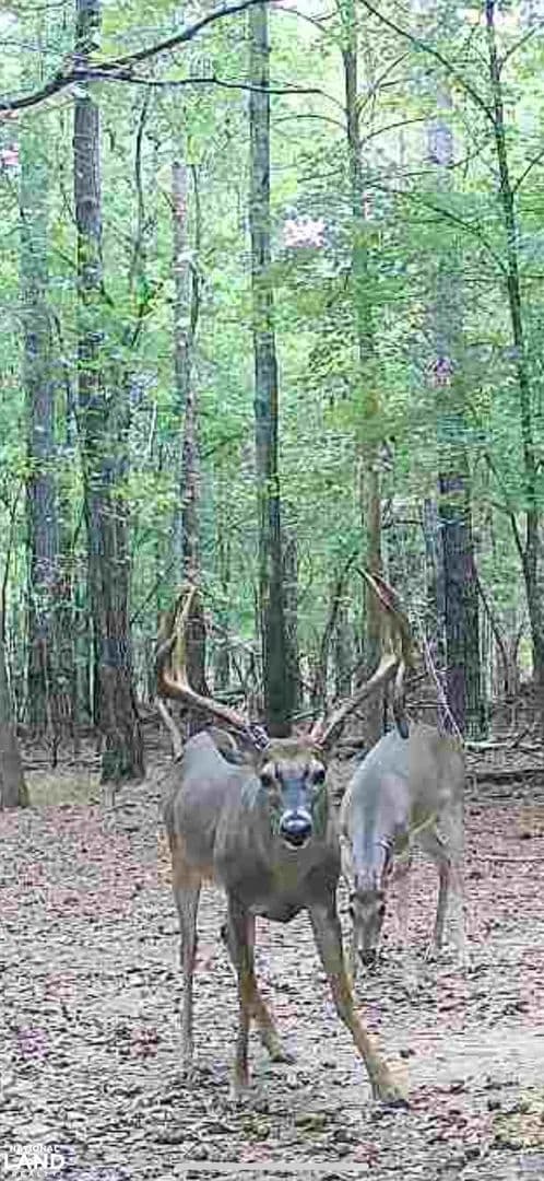 Dallas County Wildlife Paradise Tract - Orrville, Alabama, 36767
