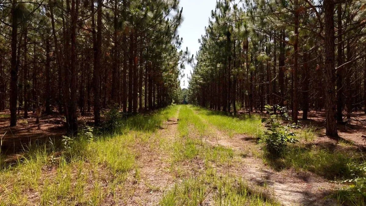 Beaverdam Creek 171 Tract - Mccoll, South Carolina, 29570