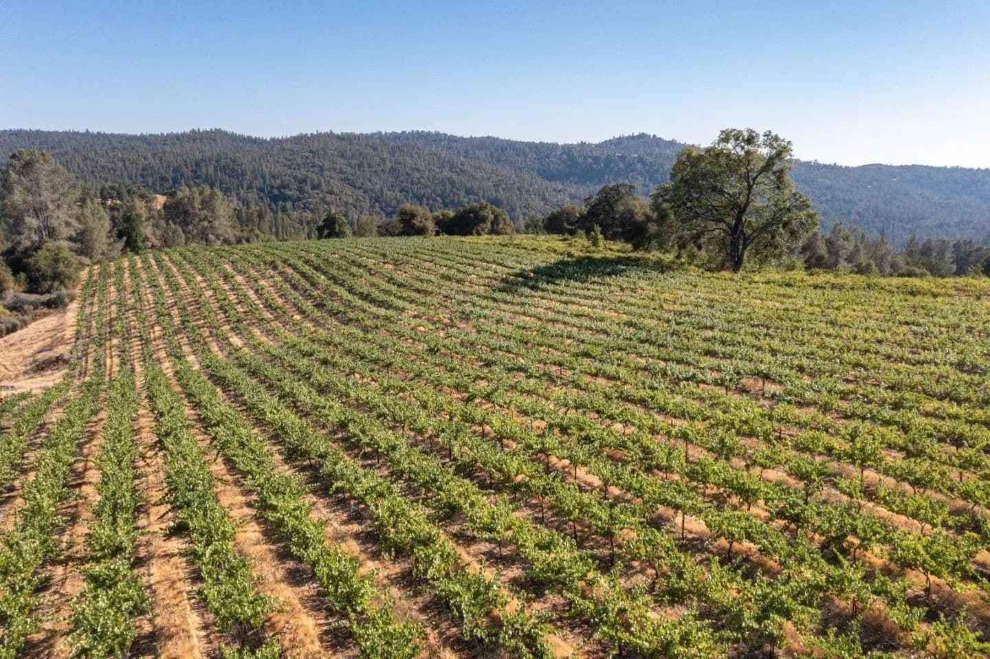 Vacant Land in Somerset - Somerset, California, 95684