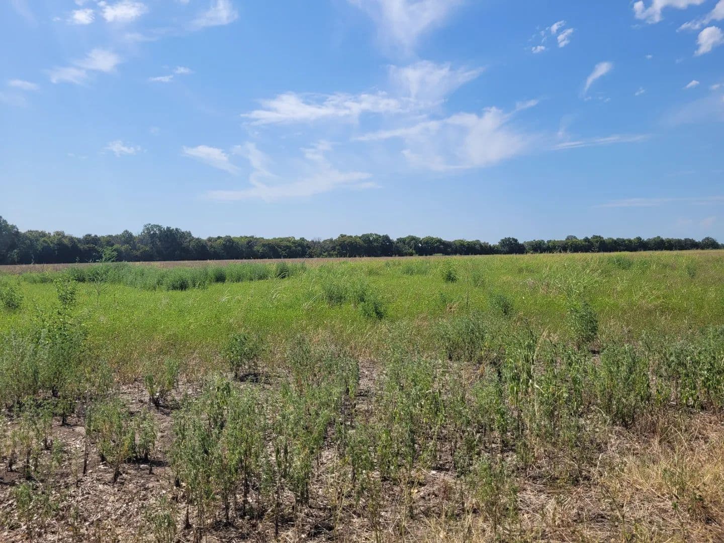 Open Country Acreage, Clarksville, TX, Red River Co, NE TX - Clarksville, Texas, 75426