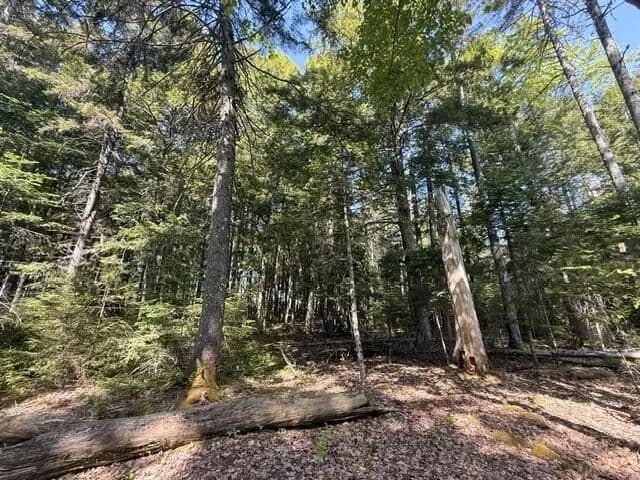 Land -Single Family Acreage in Orland - Orland, Maine, 04472