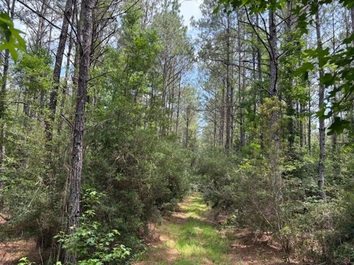 Texla Woods - Mauriceville, Texas, 77662