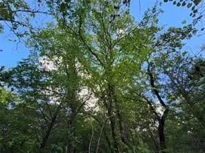 Vacant Land in Larue - Larue, Texas, 75770