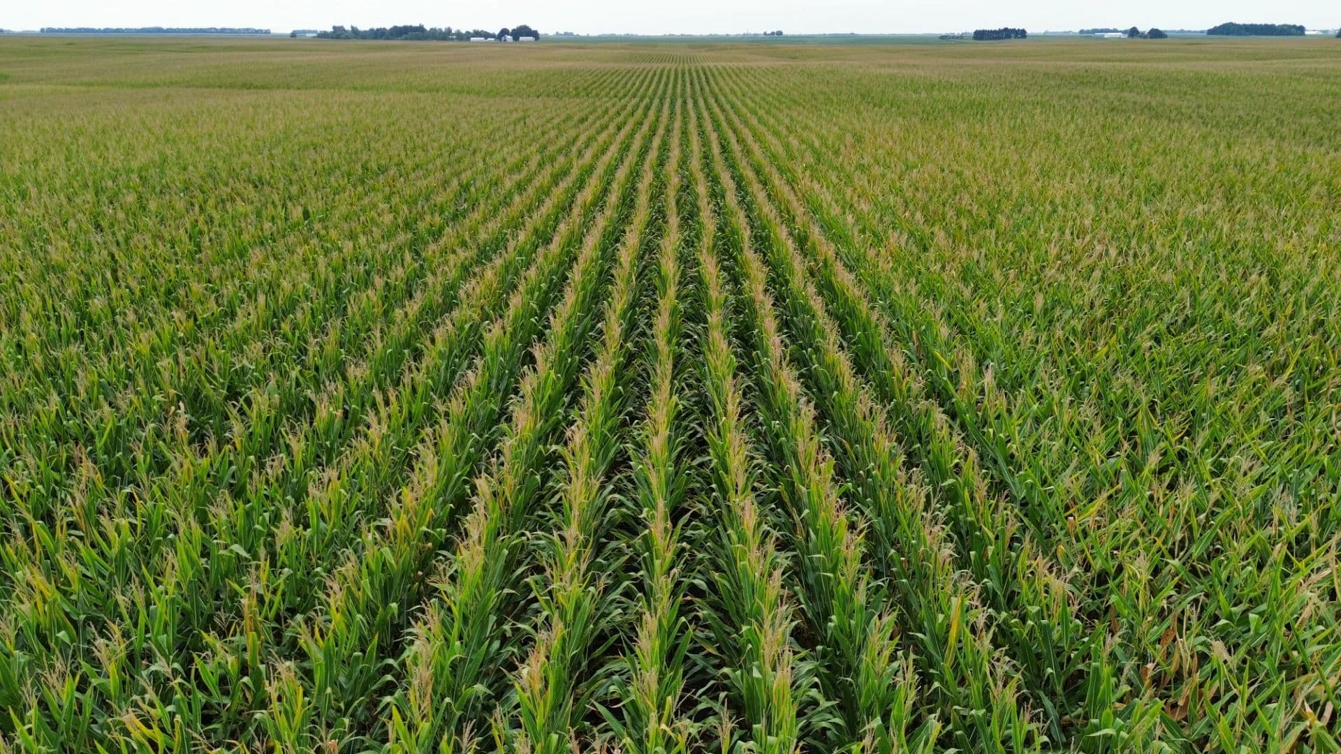 The Propst Farmland Auction | 341.25 +/-  Acres | Menard County, IL - Greenview, Illinois, 62642