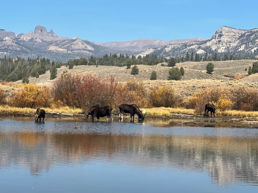 Moose Willow Ranch