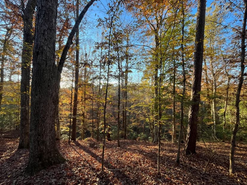 95 Acres in Union Parish, LA