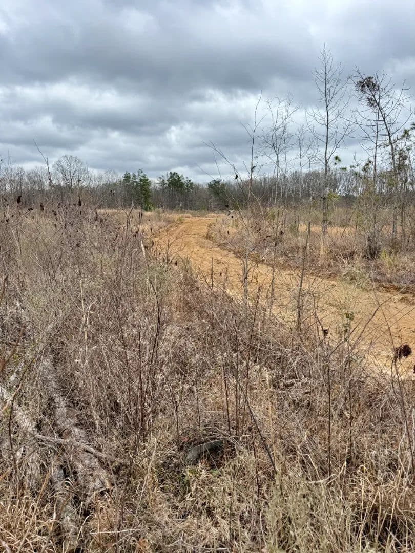 76 Acres in Webster County, MS 