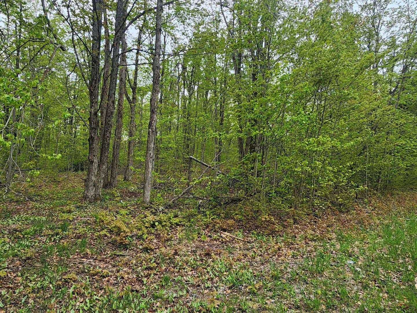 Vacant Land in Alba - Alba, Michigan, 49611