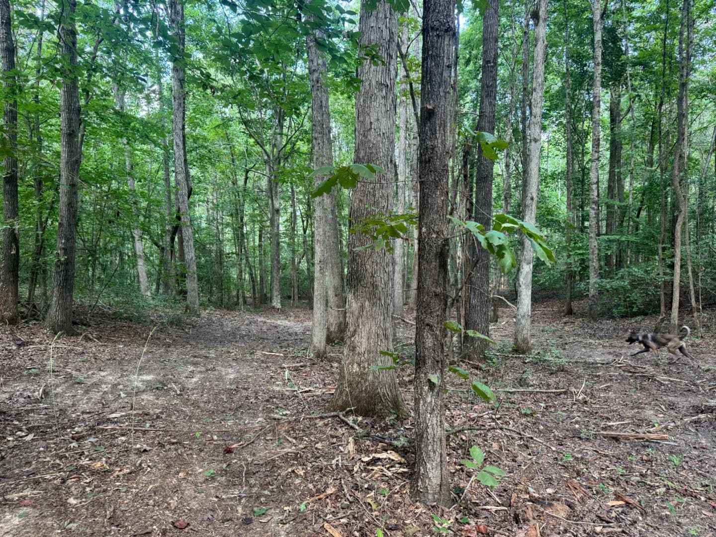 48 Acres in Prentiss County, MS  - Burnsville, Mississippi, 38833