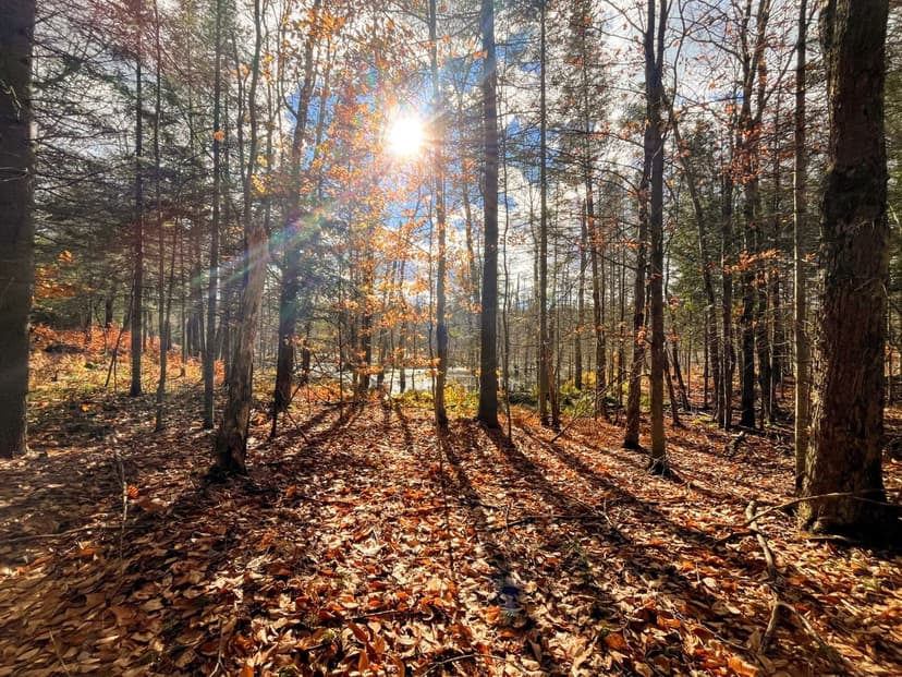 12 acre Wooded Land with Beaver Pond Russell NY