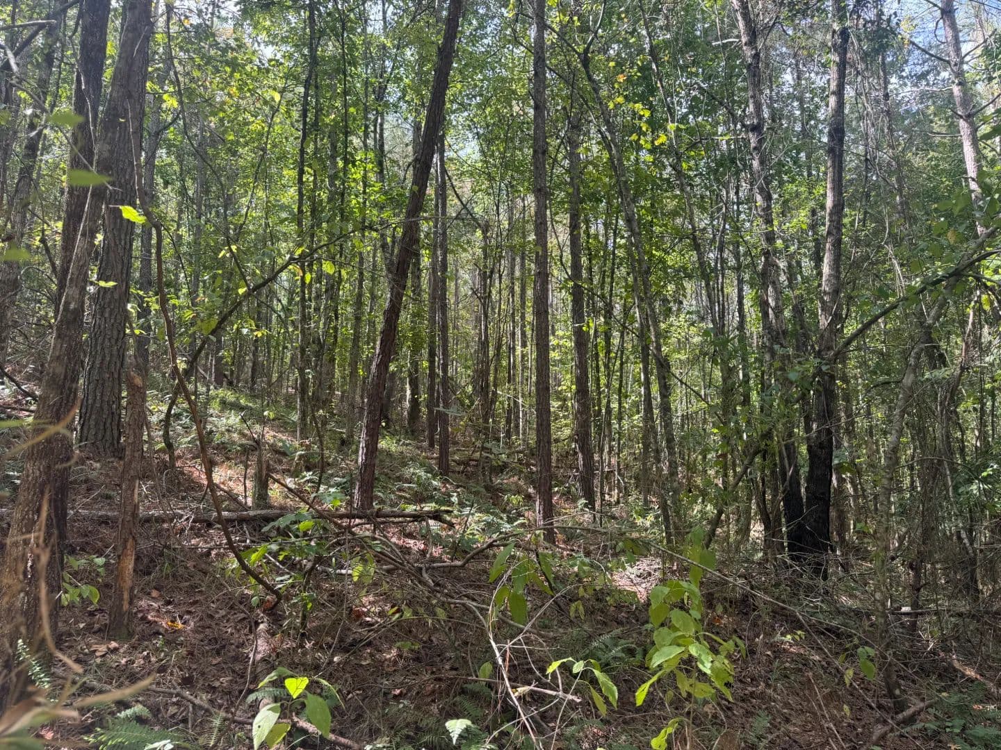 80 Acres Grenada in County, MS  - Gore Springs, Mississippi, 38929