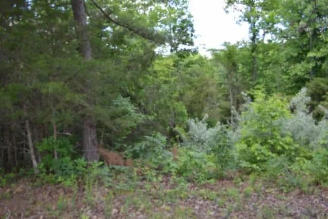 Property from 2.75ac Beauchamp Rd - KW - Burkesville, Kentucky, 42717