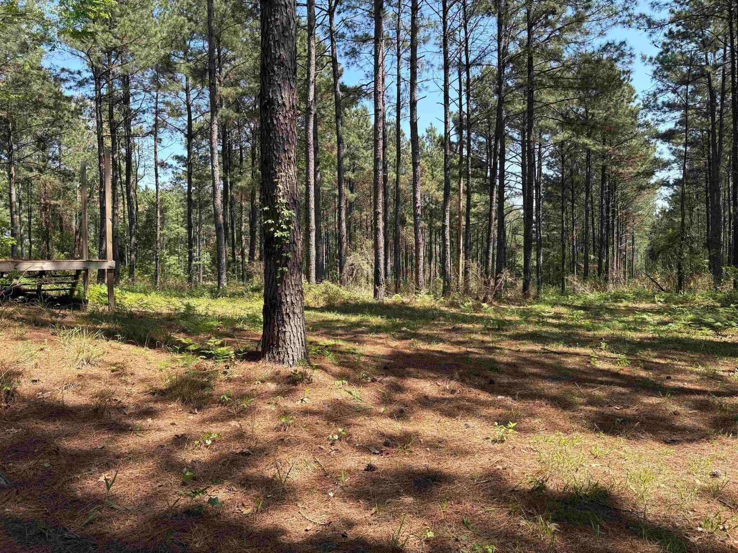 Lots & Land-Other in Avinger - Avinger, Texas, 75630