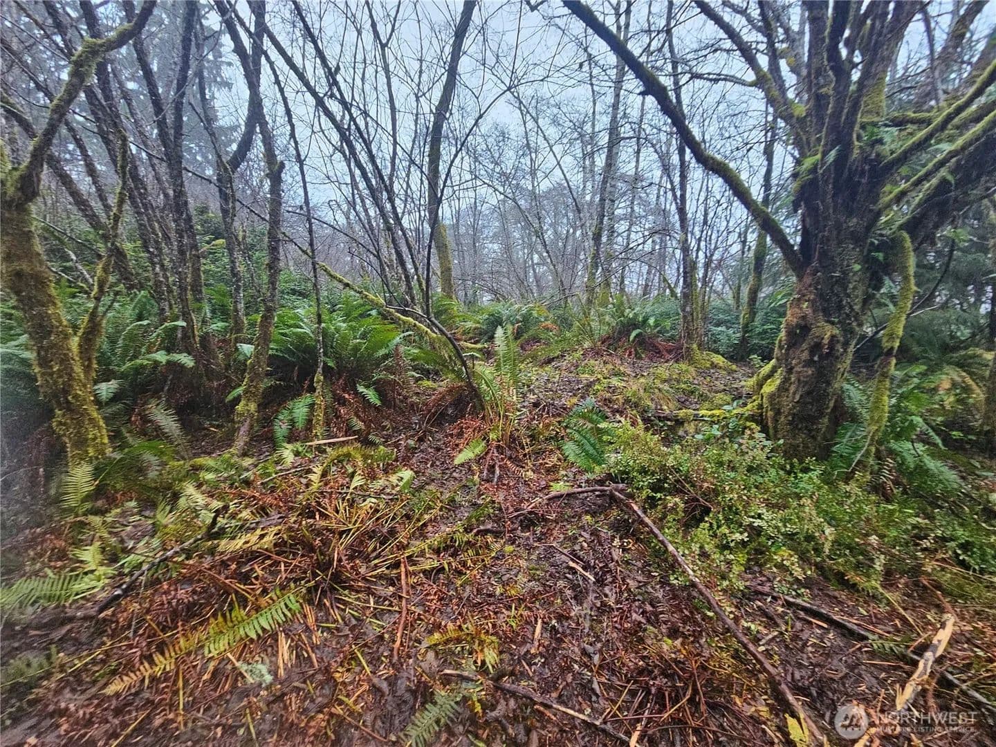 5.24 Acres of Land for Sale in Grayland, WA - Grayland, Washington, 98547