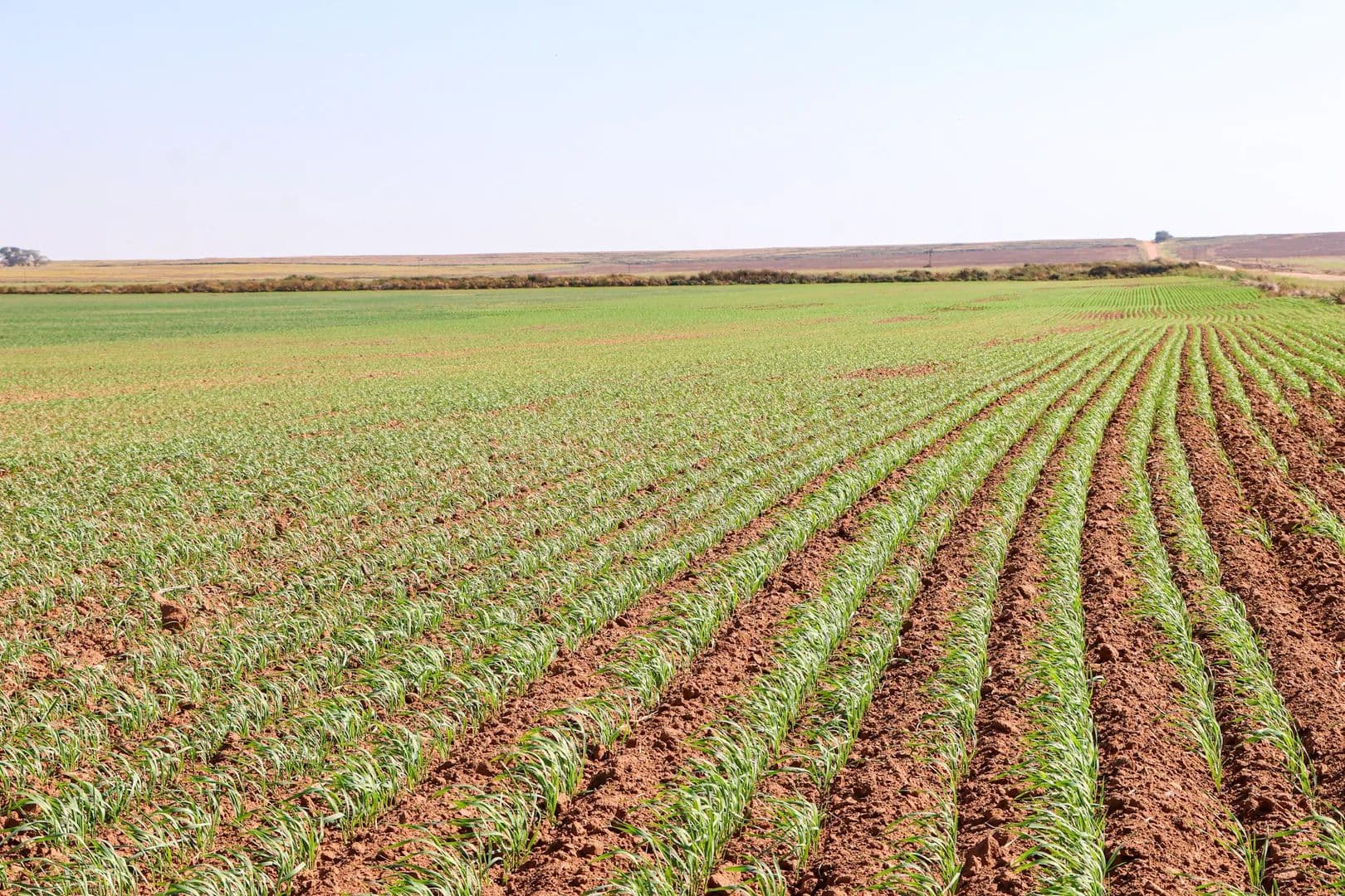 Lone Tree Farms - Attica, Kansas, 67009