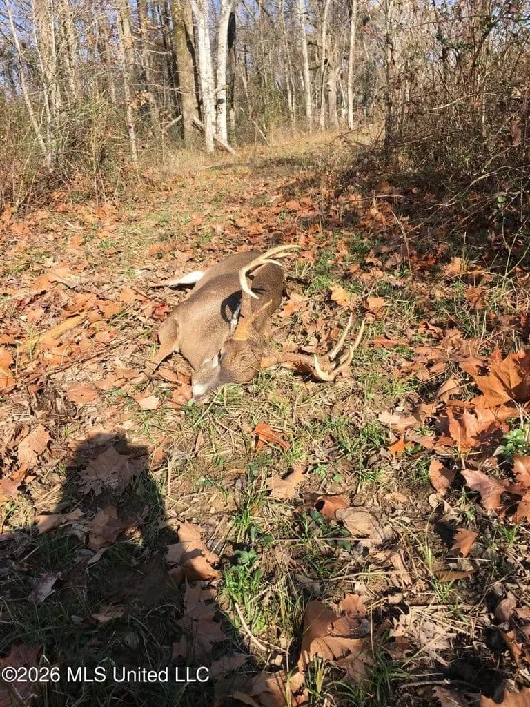  Booger Bottom Plantation 635 Surveyed Acres Attala Co MS