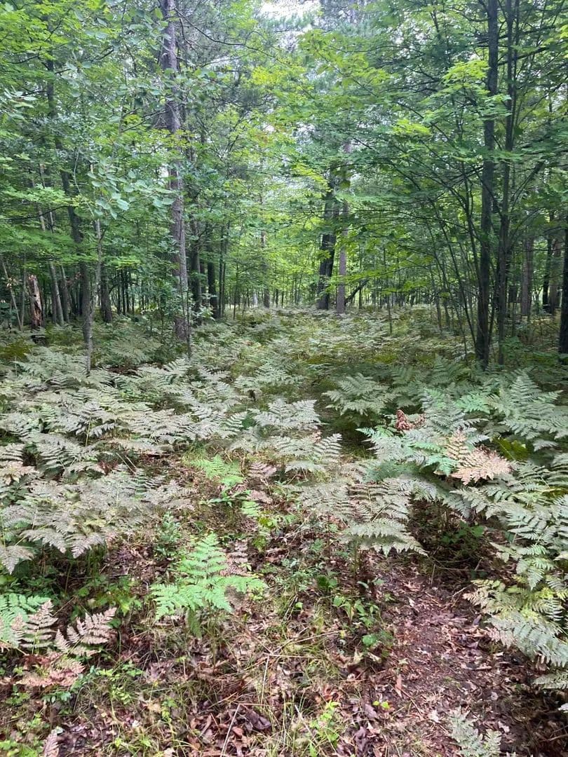 Property from Lot 43 Deerpath Trail Way - KW