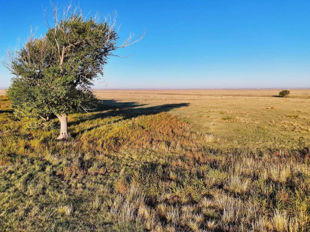 Fenced Pasture with Shelter Belt & Wind Development Lease - Hartman, Colorado, 81047