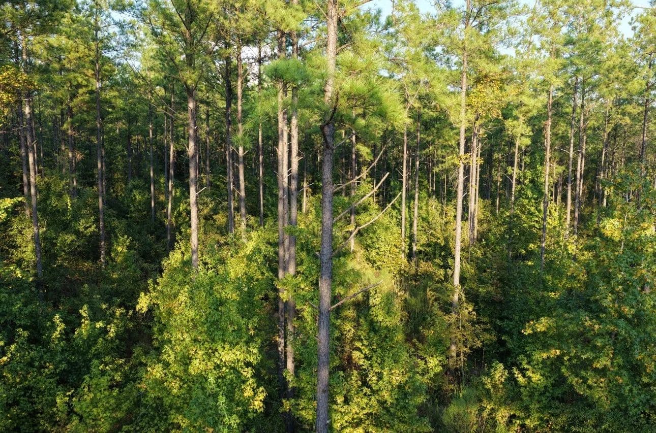 121.28 Acres in Oktibbeha County, MS  - Maben, Mississippi, 39750