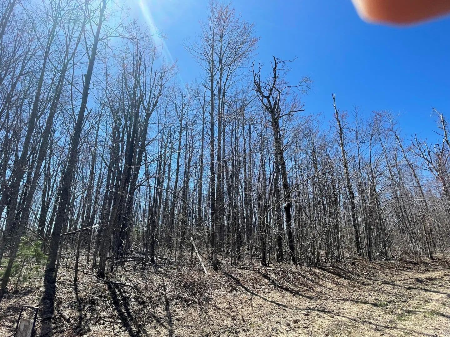 Vacant Land in Elmira - Elmira, Michigan, 49730