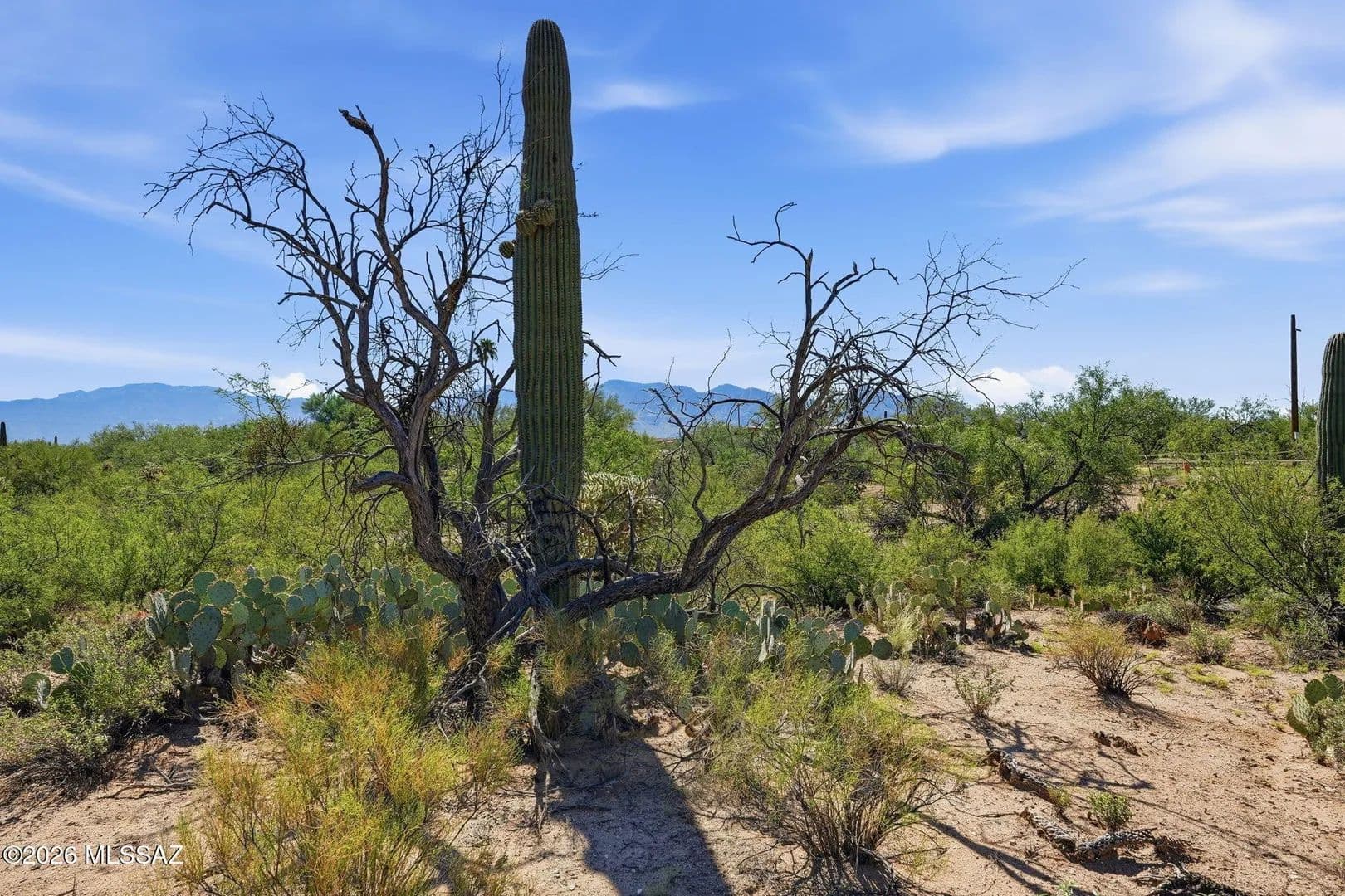 Vacant Land in Tucson - Tucson, Arizona, 85755