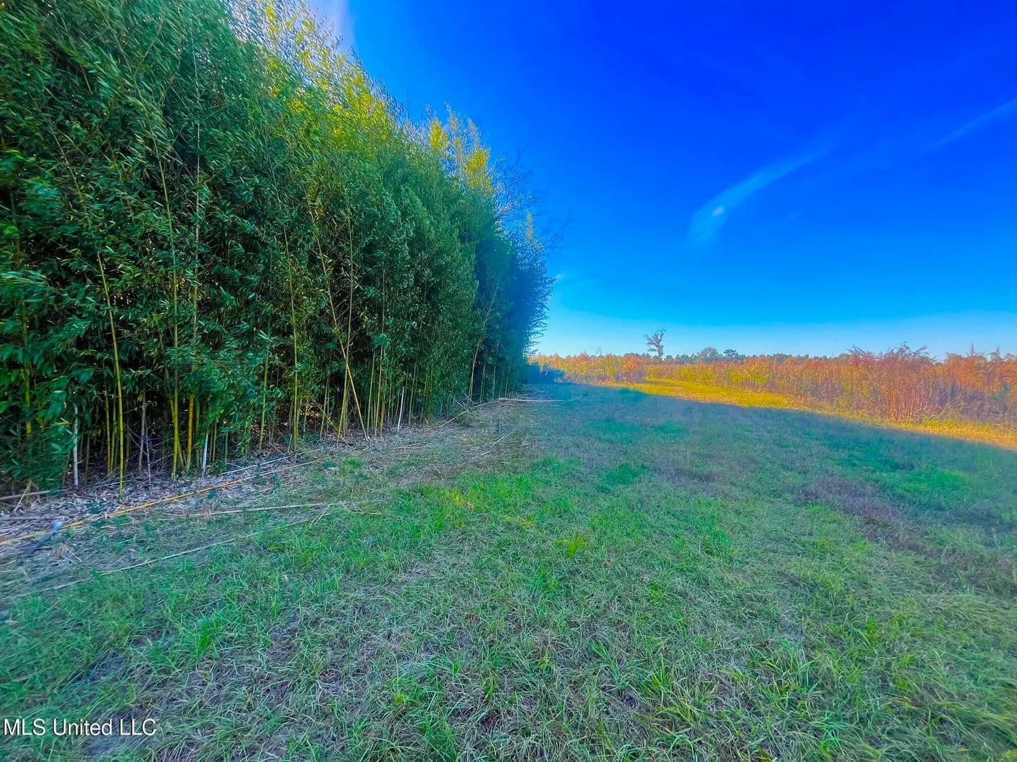 76.5 acres near Sandy Hook, Mississippi - land for sale