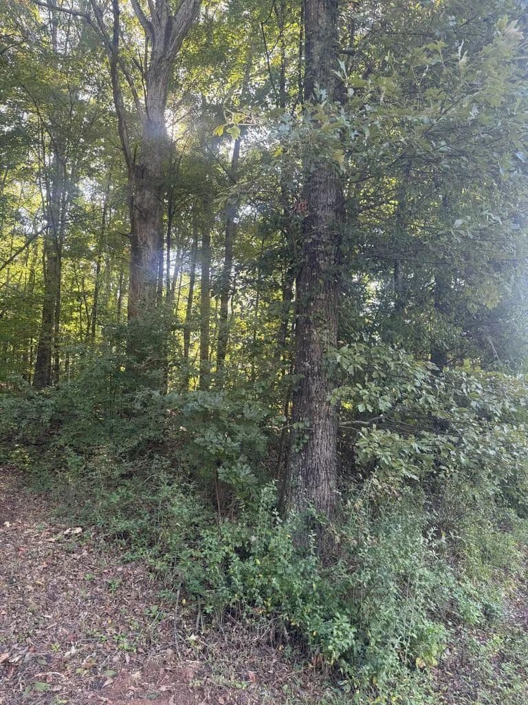 Lots & Land-Other in Ellijay - Ellijay, Georgia, 30540