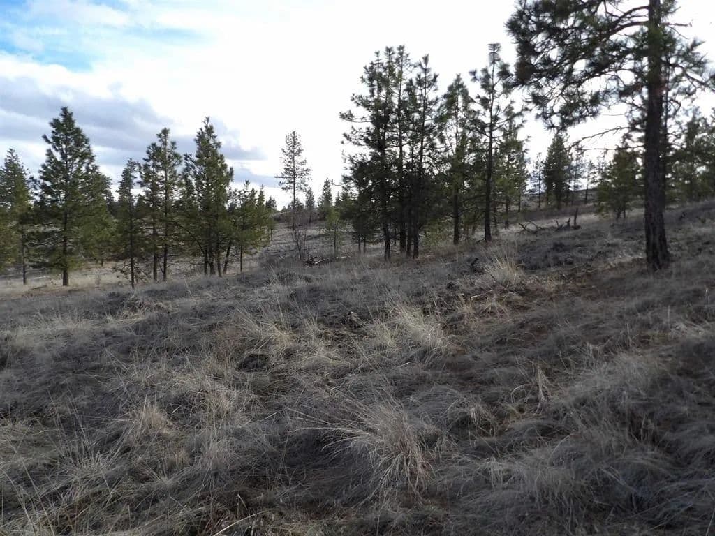 Vacant Land in Davenport - Davenport, Washington, 99122
