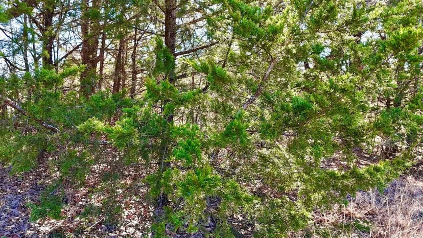 County Road 106, Whitesboro, Tx. 76279