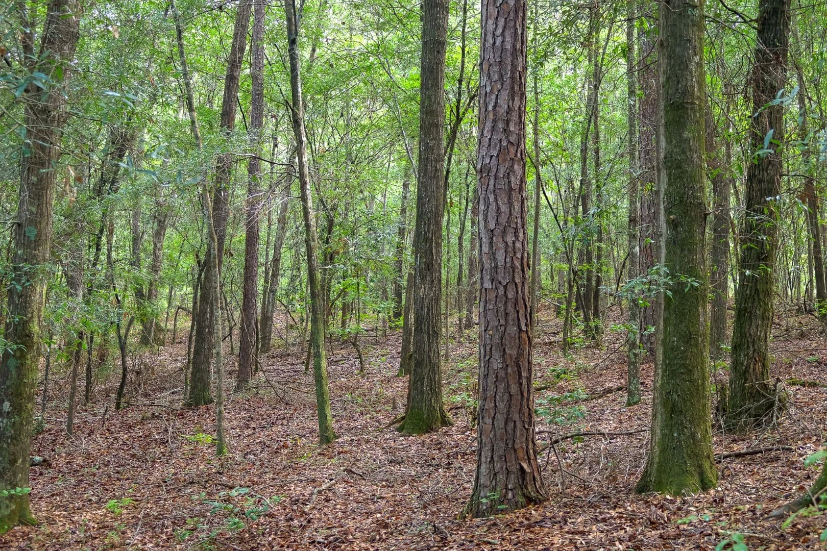 Bell Farm - Milledgeville, Georgia, 31061