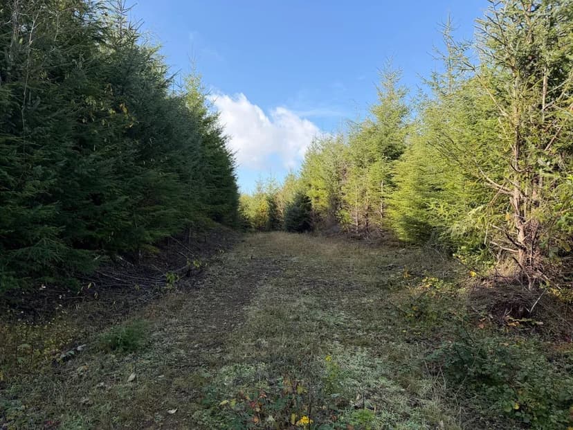 Kozlosky Creek North