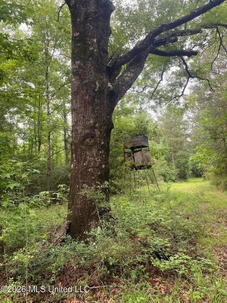 Hunting Timber Paradise Amite County MS