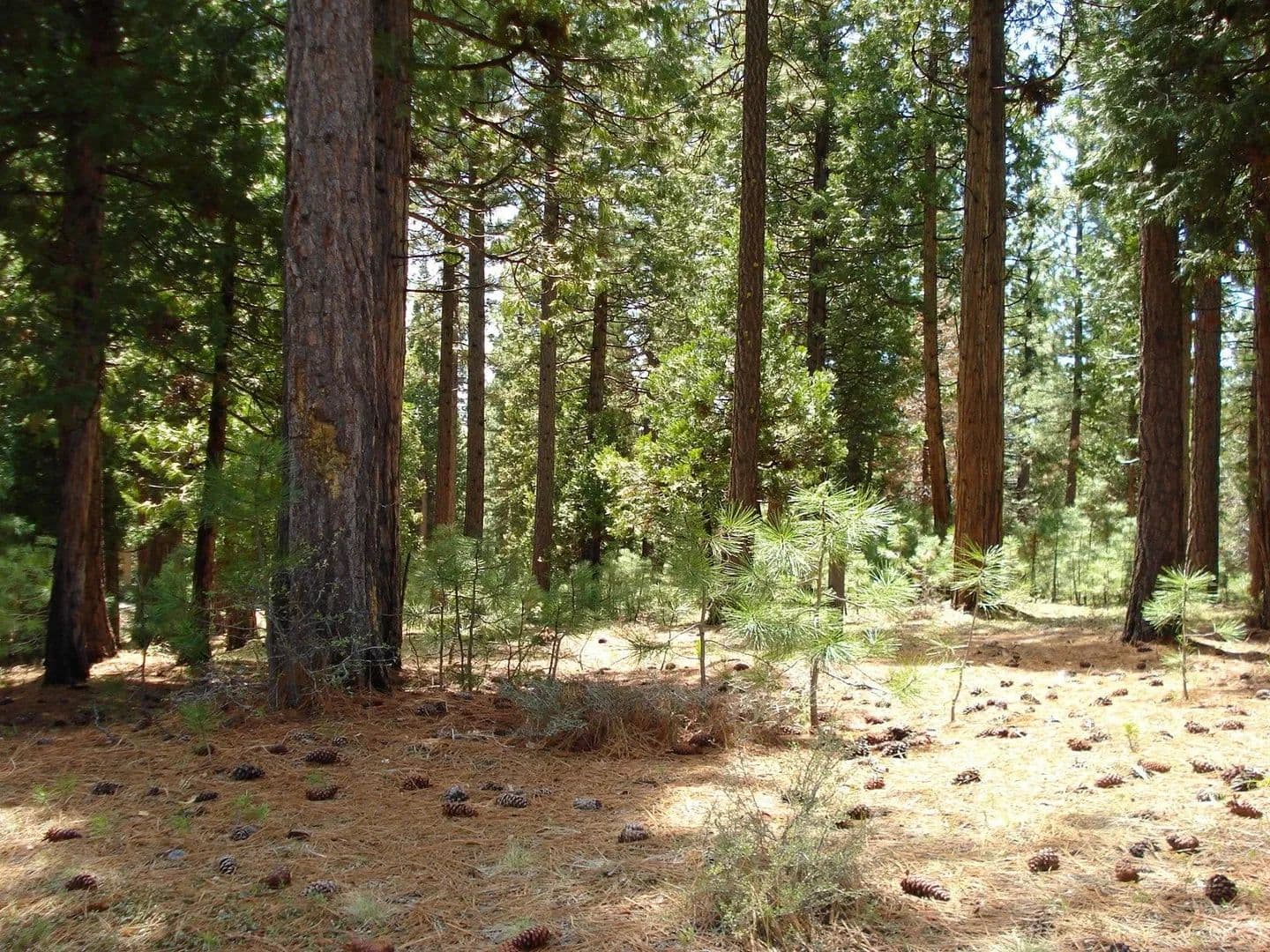 Vacant Land in Portola - Portola, California, 96122